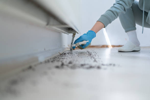 Best Termite Control Services  in Mascot, TN