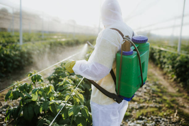 Best Insect Control  in Mascot, TN